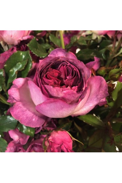 Троянда чайно-гібридна ’Тьєррі Маркс’ (рожева з малиновою серединкою)